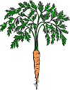 carrot-1299147_640.png