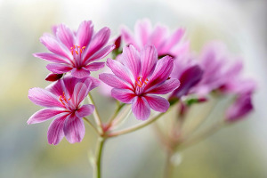 flower.jpg