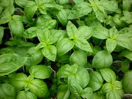 herb.jpeg