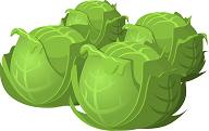 cabbage-575525_960_720.png