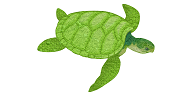 turtle-3297539_960_720.png