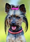 yorkie-1395174_960_720.jpg