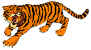 divji.png