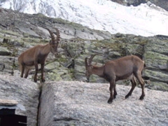 cabra-alpina.jpg