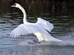 cisne.jpg