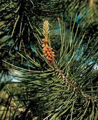 conifera_iglavec.jpg