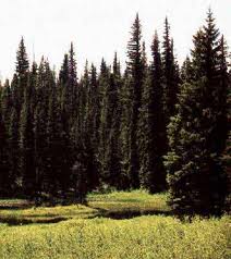 coniferas_iglavci.jpg