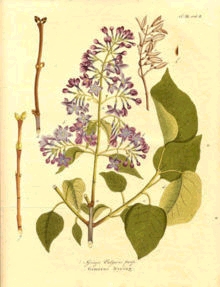 lilas.jpg