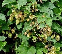 lupulo.jpg