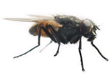 mosca.jpg
