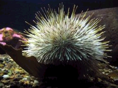 ourico-do-mar.jpg