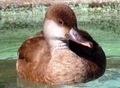 pato.jpg