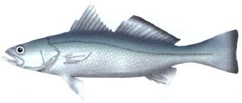 pescada.jpg