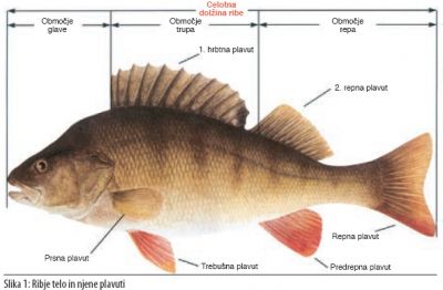 ribjaPlavut.jpg