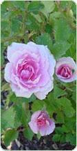 rosa.jpg