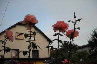 rosa_vrtnica1.JPG