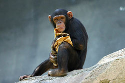 simpanz.jpg