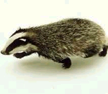texugo.jpg