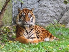 tigre.jpg