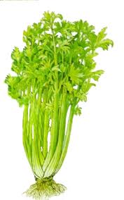 aipo_zelena.jpg