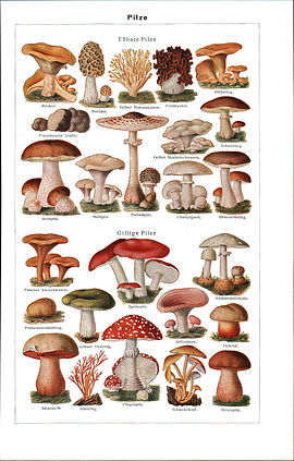 cogumelos.jpg