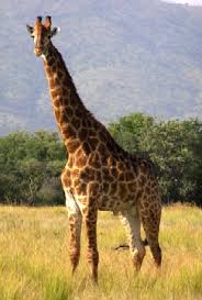 girafa_žirafa.jpg