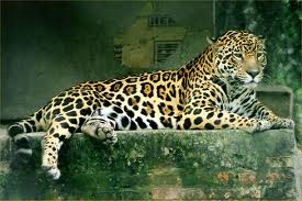 jaguar_jaguar.jpg