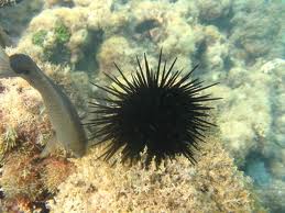 ouriço-do-mar_morski_jež.jpg