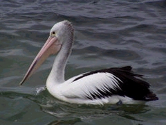 pelicano.jpg